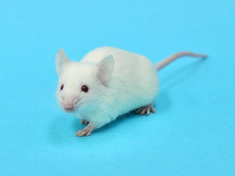 Mouse model