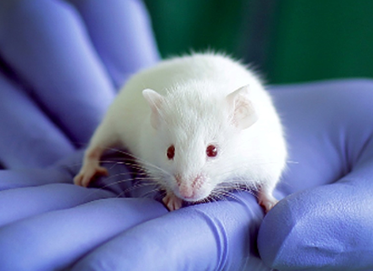 Immunodeficient Mouse Models