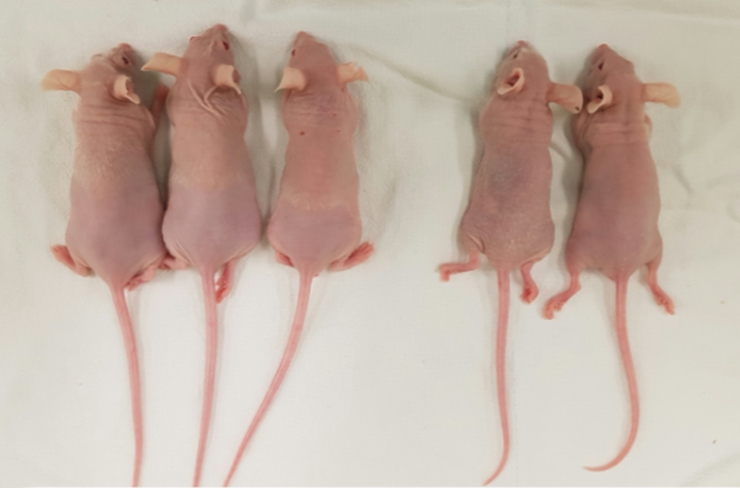 nude/g (male)/Nude-G (male)