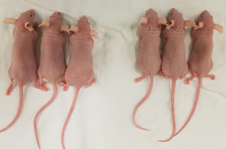 nude (female)/Nude-G (female)