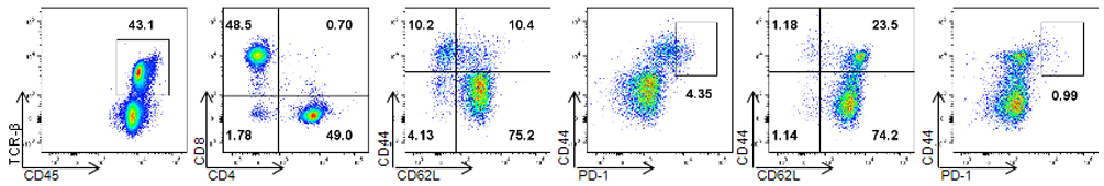 In draining lymph node