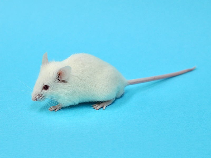Mouse model