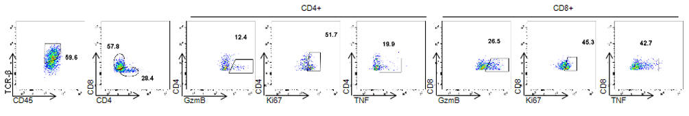 Granzyme B, Ki67, TNF staining in TIL