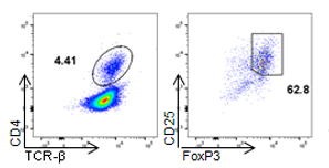FoxP3 staining in TIL
