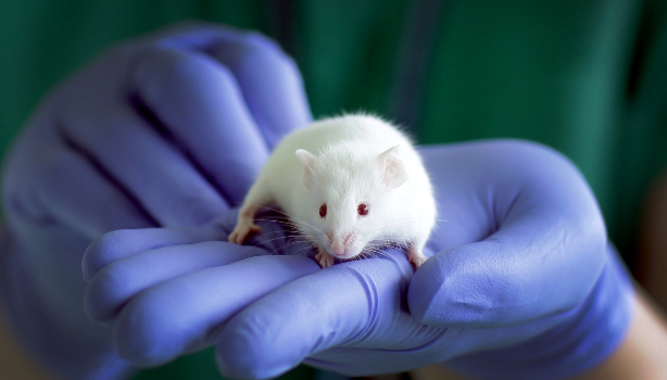 Immunodeficient mice